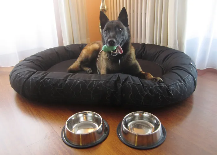 فندق أوروبا دافوس